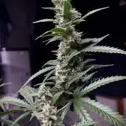 Homemade seeds,FB Gorilla Cookies Auto