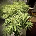 Homemade seeds,FB Gorilla Cookies Auto