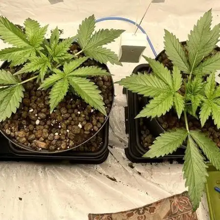 Homemade seeds,FB Gorilla Cookies Auto
