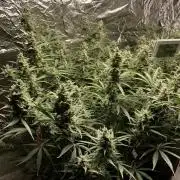 Homemade seeds, Gorilla Cookies Auto F2