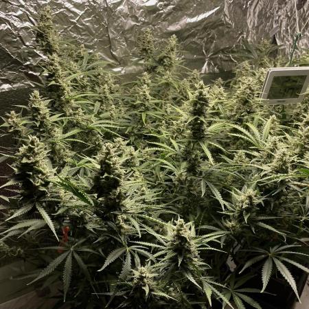 Homemade seeds, Gorilla Cookies Auto F2