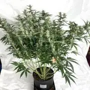 Homemade seeds,FB Gorilla Cookies Auto