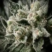 Homemade seeds, Gorilla Cookies Auto F2