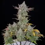 Homemade seeds,FB Gorilla Cookies Auto