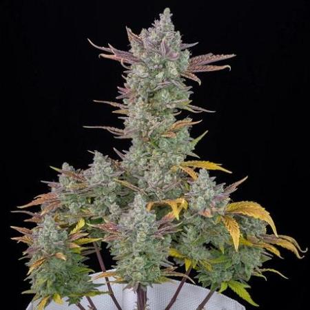 Homemade seeds,FB Gorilla Cookies Auto