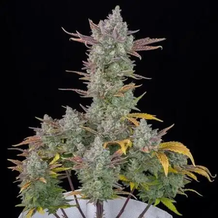Homemade seeds,FB Gorilla Cookies Auto