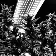 Homemade seeds, Gorilla Cookies Auto F2