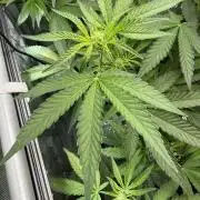 Garlic Mint Sherbet DWC