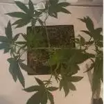 Strawberry Cough Pheno A clone 