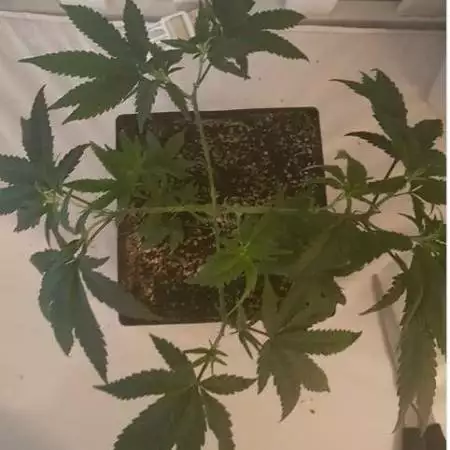 Strawberry Cough Pheno A clone 