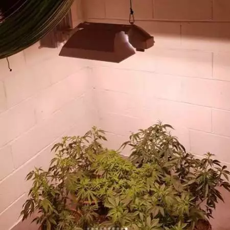 My Second attempt at Growing Indoor