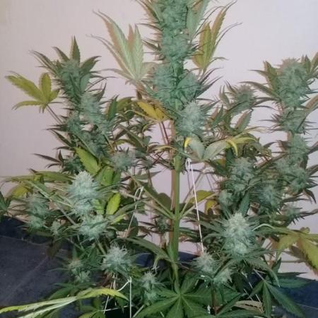 Mexican airlains- Fast Buds - Led COB