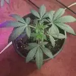 My first grow