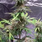 pineapple express autoflower