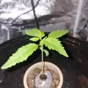 Northern Light DWC
