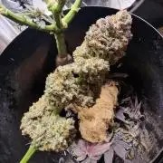 Northern Light DWC