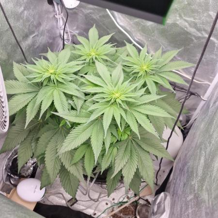 Northern Light DWC