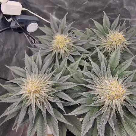 Northern Light DWC