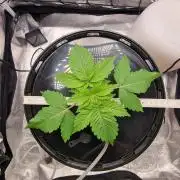 Northern Light DWC