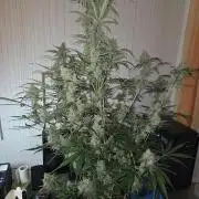Hyperion F1