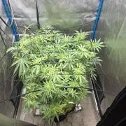 OG Kush