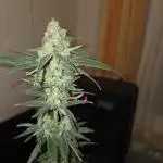 Blue Mystic
