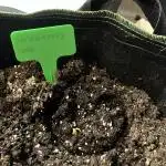 Strawberry Cola Auto