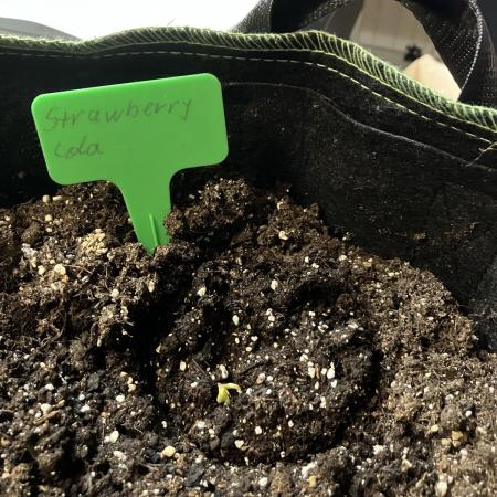 Strawberry Cola Auto