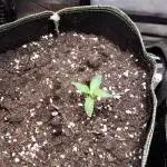 Black Orchid Auto
