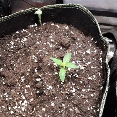 Black Orchid Auto