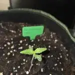 Strawberry Cola Auto