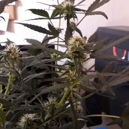 Black Orchid Auto