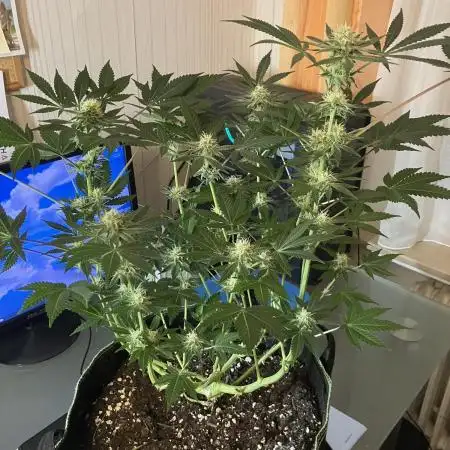 Blue Mystic