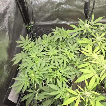 Super Silver Haze
