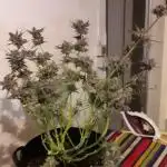 THC Bunker
