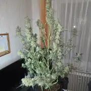 Hyperion F1