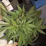 Strawberry Cola Auto