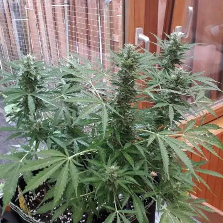 Apple Fritter Auto
