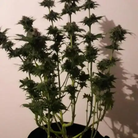 ICE ( RQS )