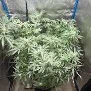 OG Kush