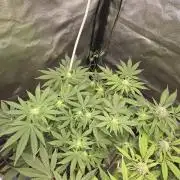 Super Silver Haze