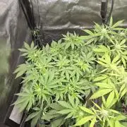 Super Silver Haze