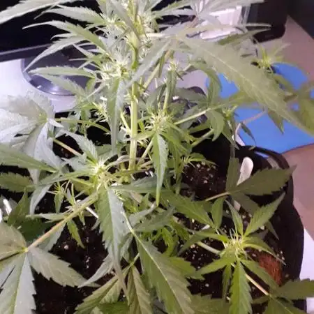 Kitsune Kush Auto