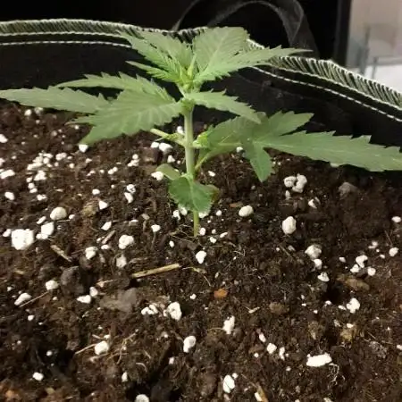 Black Orchid Auto