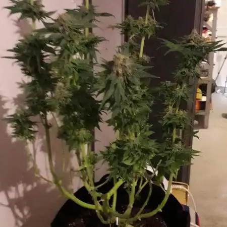 ICE ( RQS )