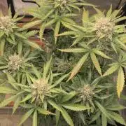 Gelato Mint