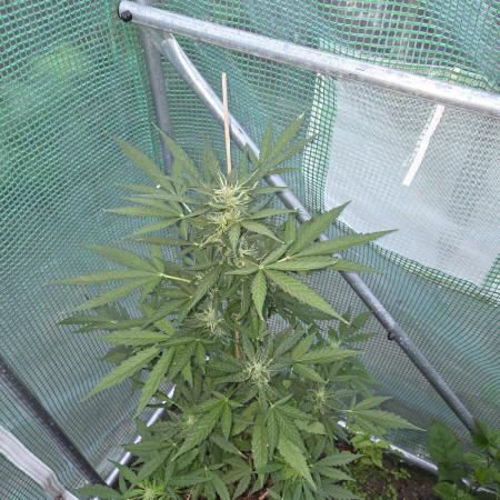 Special Queen Auto