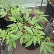 OG Kush