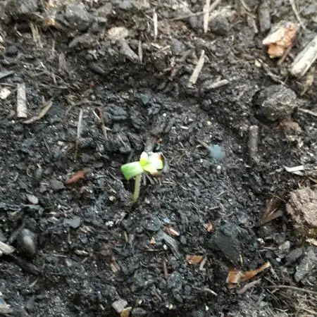 Black Orchid Auto
