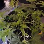 Blue Mystic